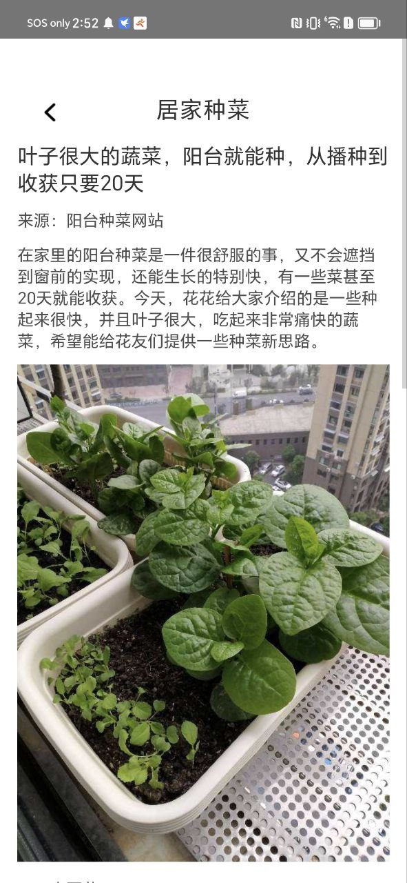 社區菜園子